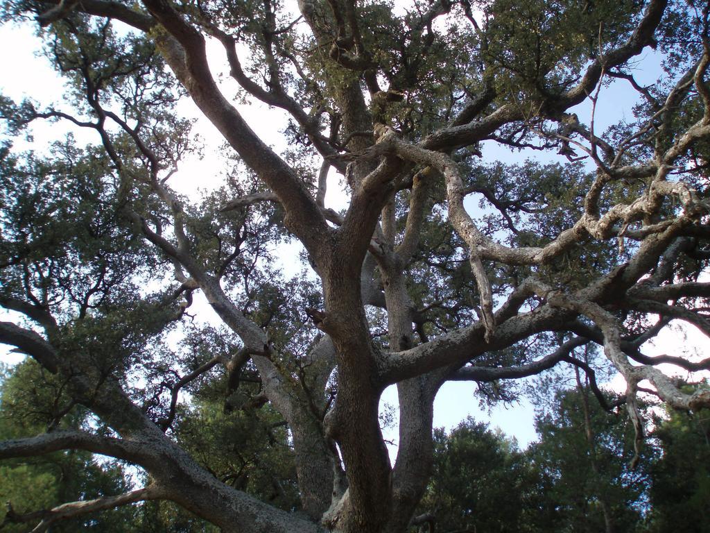 Masia De La Serra De La Cogulla Penarroya De Tastavins Bagian luar foto